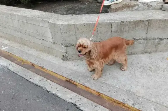 Собака найдена: Измаильский пер. 39А, РнД