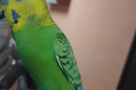 Потерянные животные Оренбургская область, фото: Пропала птица, Орск, Оренбургская обл.