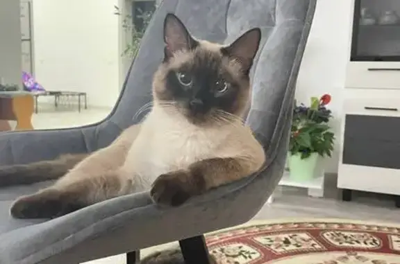 Пропала тайская кошка, Клюквенная 45, Югорск