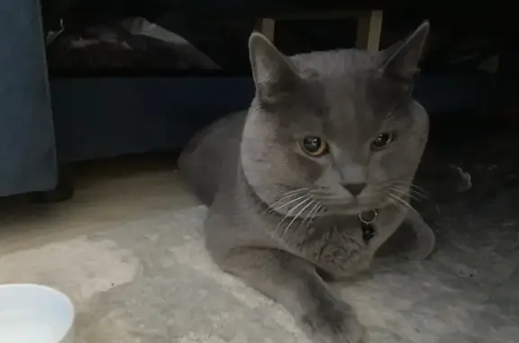 Найдена кошка, Новосибирск, фото: Кошка найдена на ул. Курчатова, Новосибирск