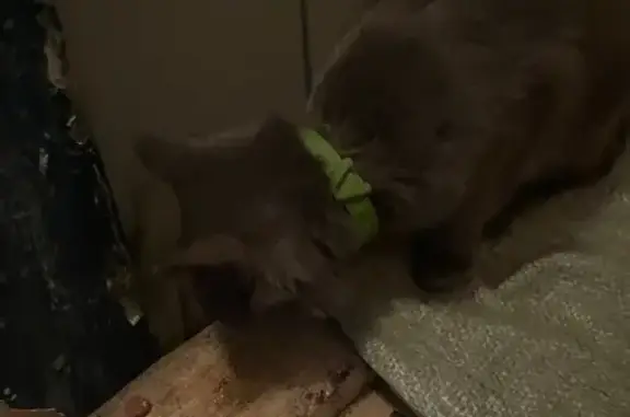 Найдена кошка, Уфа, фото: Кошка найдена: ул. Ульяновых, 47, Уфа