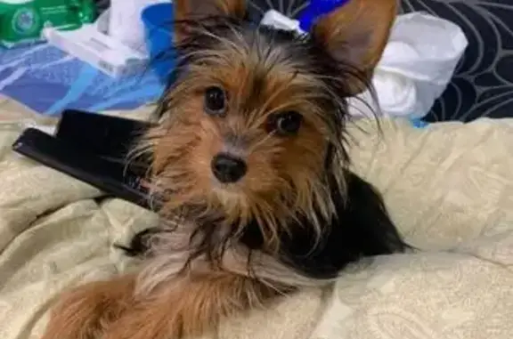 Собаки потеряшки, Ивановская область, фото: Потеряшка собака в Иваново, красная шлейка