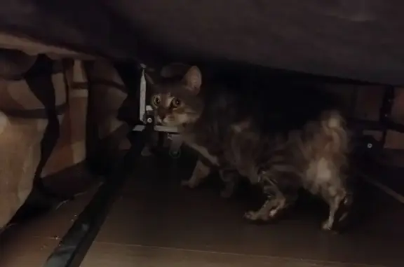 Найдена кошка, Ульяновск, фото: Кошка найдена: ул. Якурнова, 28, Ульяновск