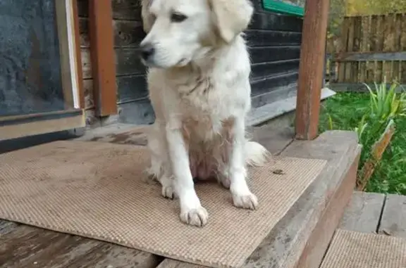 Найдена собака, Бухолово, фото: Спаниель найден в Бухолово, ищем хозяина