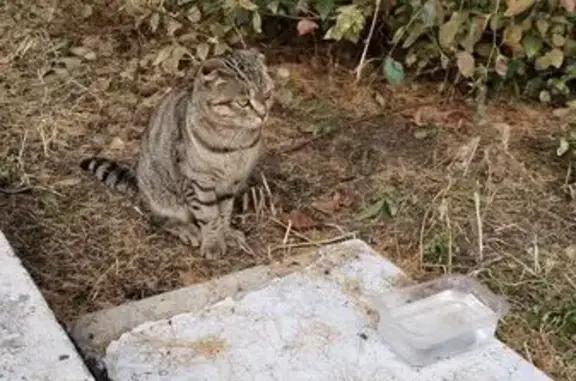 Кошка найдена: ул. Чкалова 9, Чита