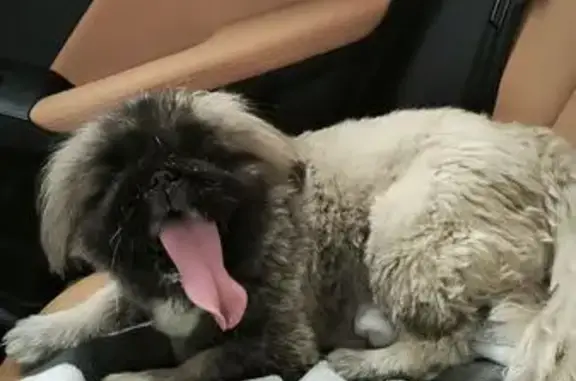 Найдена собака, , фото: Собака найдена: Черничная ул., 19, Пенза