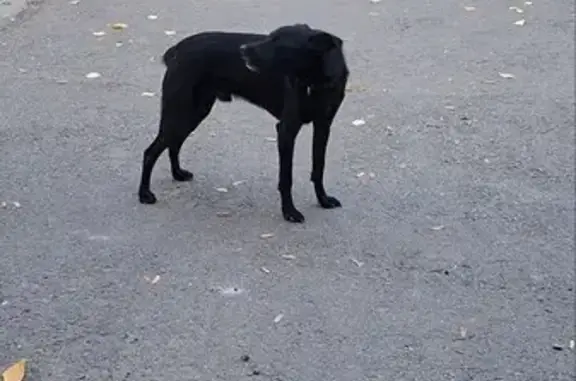 Найдена собака, Киров, фото: Найдена собака на Спасской, 31, Киров