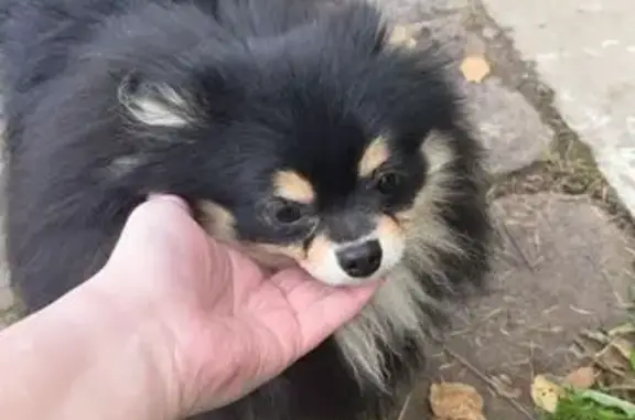 Найдена собака, Тверь, фото: Собака найдена на 2-й Волоколамской, Тверь