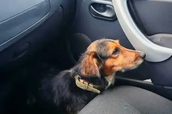 Найдена собака, Верхняя ул. 18к1Б, СПб