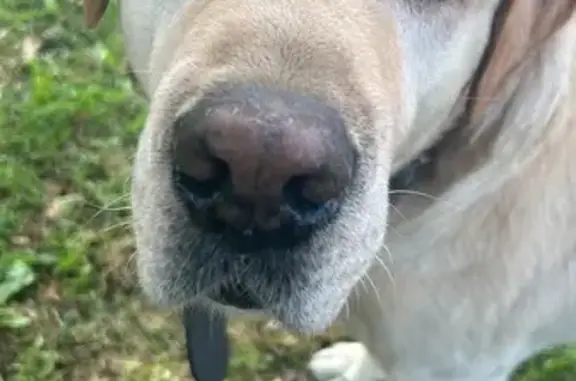 Собаки потеряшки, Матвейково, фото: Потеряшка собака, Матвейково, А-106