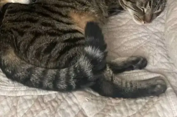 Кошки потеряшки, Калининград, фото: Потеряшка кошка, ул. Чекистов 54, Калининград