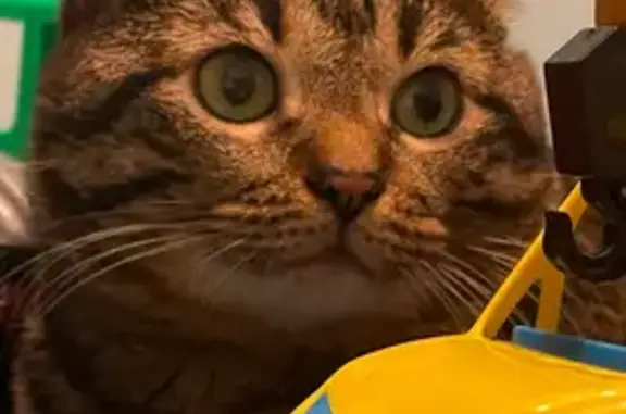 Пропала кошка, Первомайское, Ленобласть