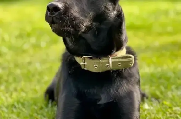 Найдена собака, Иваново, фото: Найдена собака, ул. Майорова 23, Иваново