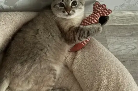 Кошки потеряшки, , фото: Потеряшка кошка, Лесная Поляна, Центр. ул.