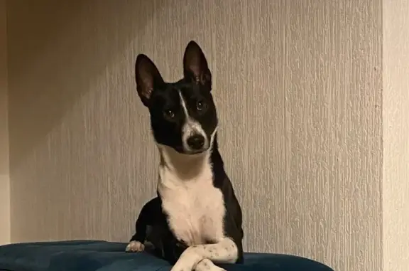 Пропала собака, Центральная ул., Курганье