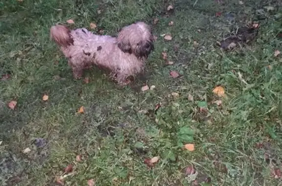 Найдена собака, Балабаново, фото: Собака найдена: 46Н-09067, Балабаново
