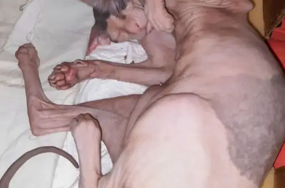 Кошки потеряшки, Гатчина, фото: Потеряшка кошка, ул. Авиатриссы Зверевой