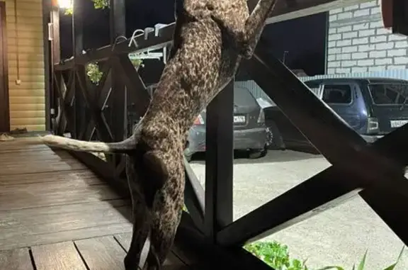 Собаки потеряшки, , фото: Потеряшка собака, Богородское, Татарстан