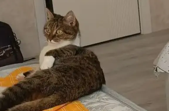 Кошки потеряшки, Чебоксары, фото: Потеряшка кошка, Кукшумская 17, Чебоксары