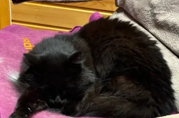 Найдена кошка, Ярославская область, фото: Кошка найдена в Великосельском, Ярославль