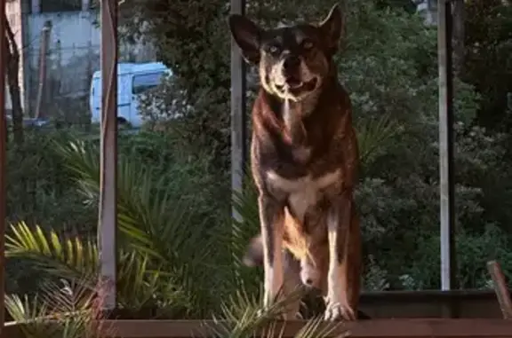 Пропала собака, Тепличная 79 к1, Сочи