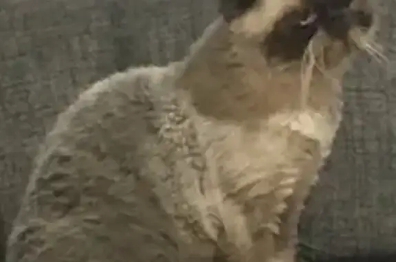 Пропала кошка, Луганская ул. 7, Челябинск