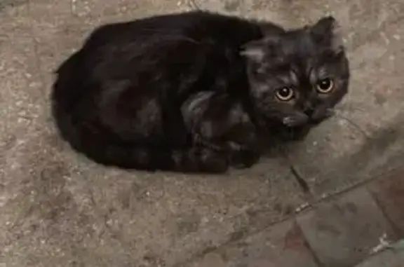 Найдена кошка, Балашиха, фото: Найдена вислоухая кошка, Балашиха 30