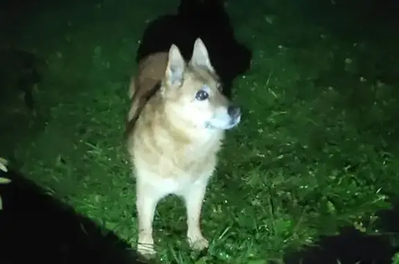 Собака найдена в СНТ Импульс, 3-я улица