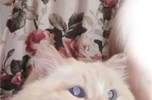 Кошки потеряшки, , фото: Потеряшка белая кошка, Воровского 144, Ижевск