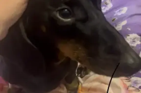 Пропала собака, Томск, Томская обл.