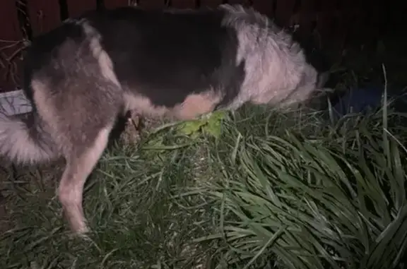 Найдена собака, , фото: Собака найдена: Салтыково, МО