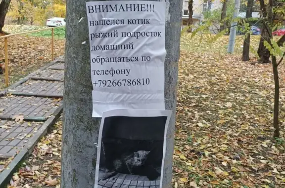 Рыжий котенок найден на Черкизовской, 22