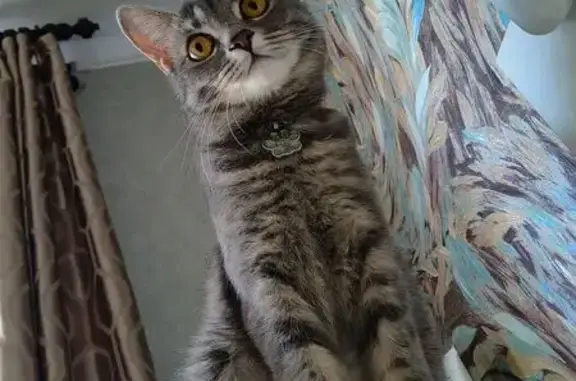 Пропала кошка, Автомобильный пер., 26, Шахты