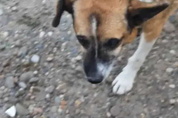 Найдена собака, Советская 56, Усть-Лабинск