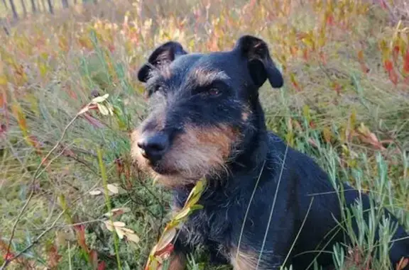 Собаки потеряшки, , фото: Потеряшка собака, Алексеево, МО