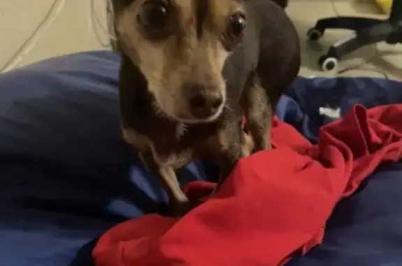 Собака найдена: ул. Танкистов, Челябинск