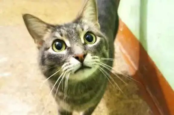 Кошка найдена в подъезде, Йошкар-Ола