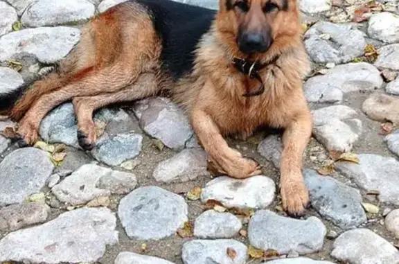 Найдена собака, Верея, фото: Овчарка найдена в Верее, ул. Карла Маркса
