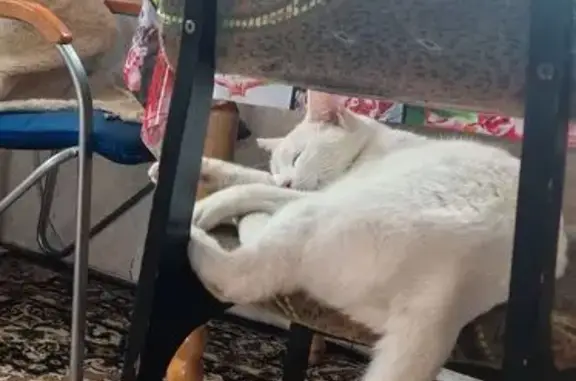 Пропала кошка, Дятловка, дом 25