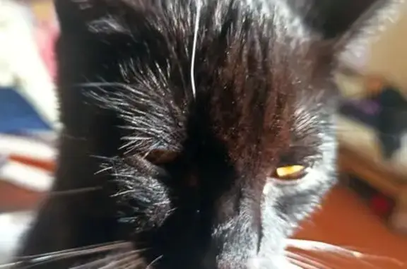 Кошки потеряшки, Гдов, фото: Потеряшка кошка, ул. Никитина 41, Гдов