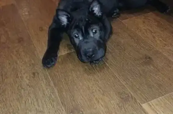 Метис шарпея найден на 51-й Гвардейской, Волгоград