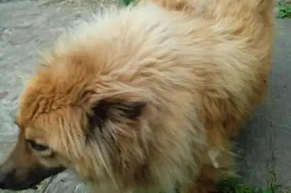 Собаки потеряшки, Томская область, фото: Потеряшка собака в Томске, Томская обл.