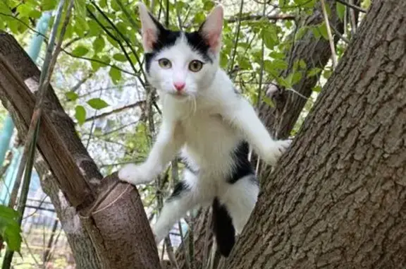 Пропала кошка на бульваре Х. Давлетшиной