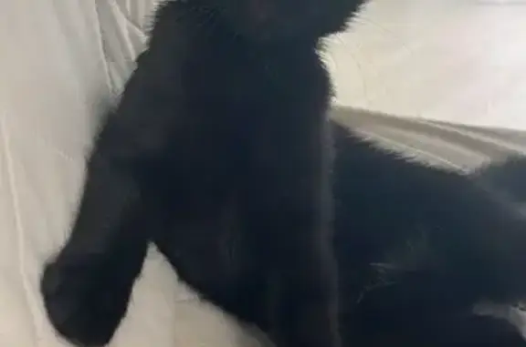 Кошки потеряшки, Кемерово, фото: Потеряшка кошка, Кемерово, Дорожная ул.