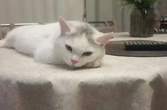 Кошки потеряшки, , фото: Потеряшка белая кошка, Алуштинская 1/2в