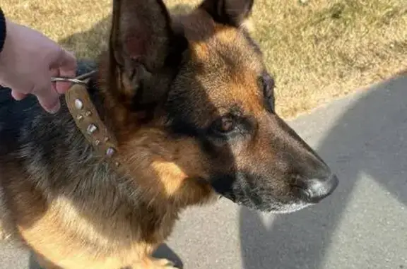 Найдена собака, , фото: Найдена собака, Габишево, Татарстан