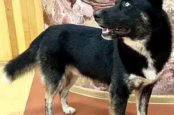 Найдена собака, ул. Соколова, Краснодарский край