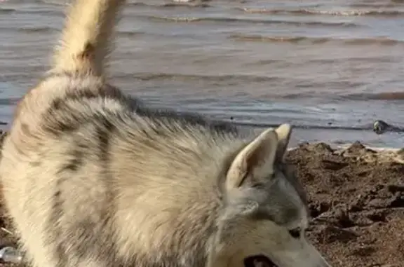 Пропала серая собака, Кулаково, Марий Эл