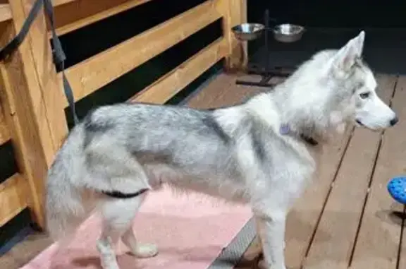 Найдена собака, Соколово, фото: Собака найдена: Соколово, МО