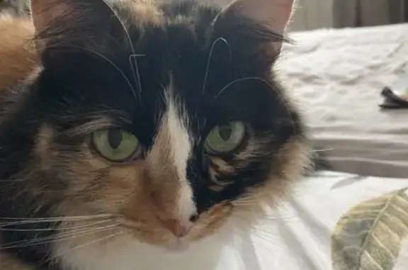 Пропала кошка, Плешково, Тверская обл.